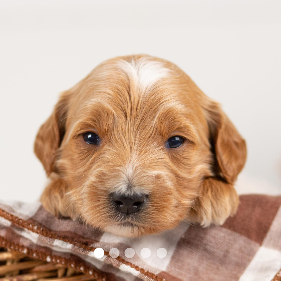 Copy of FBP Design.png