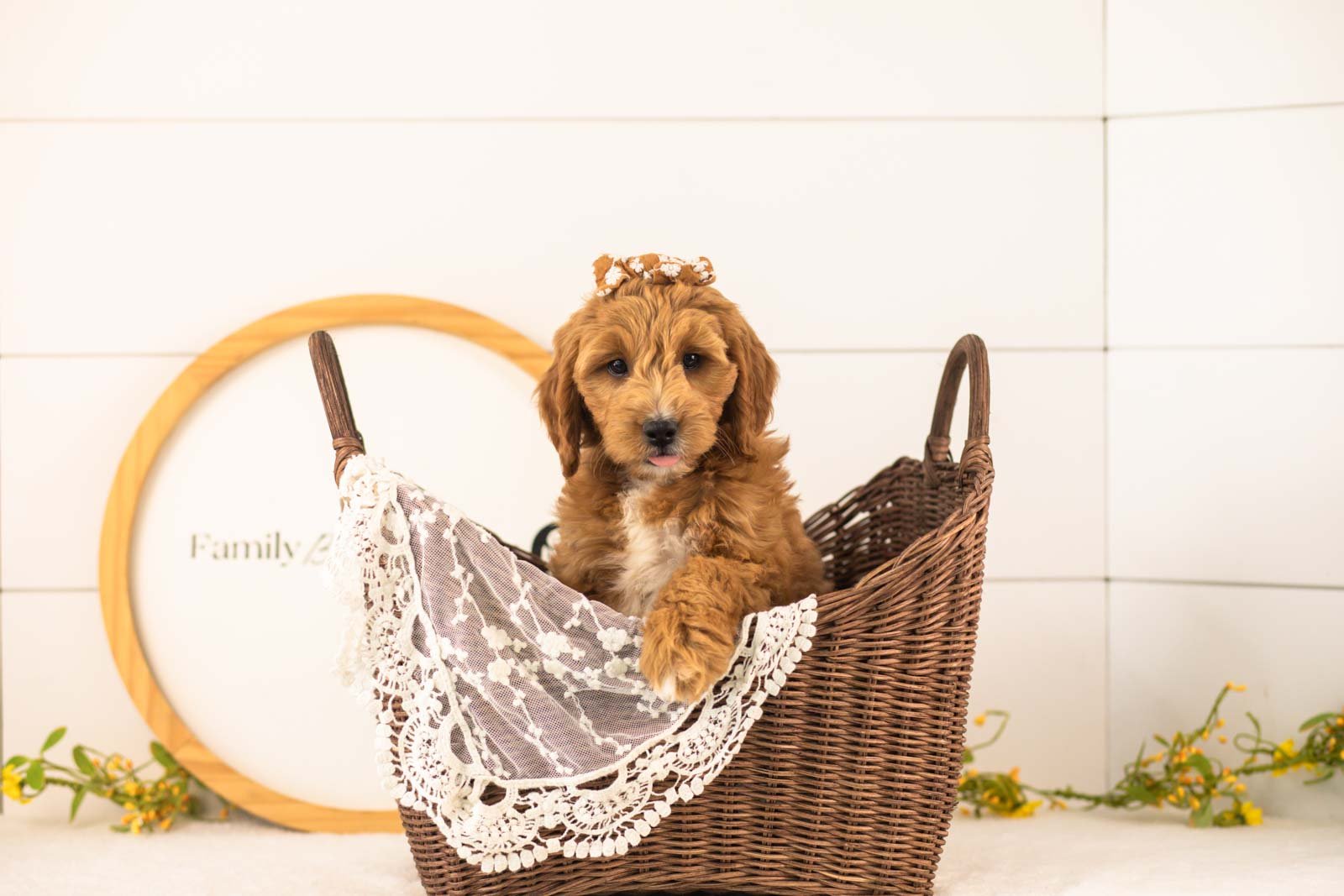 Stormy Goldendoodle for sale(4).jpg