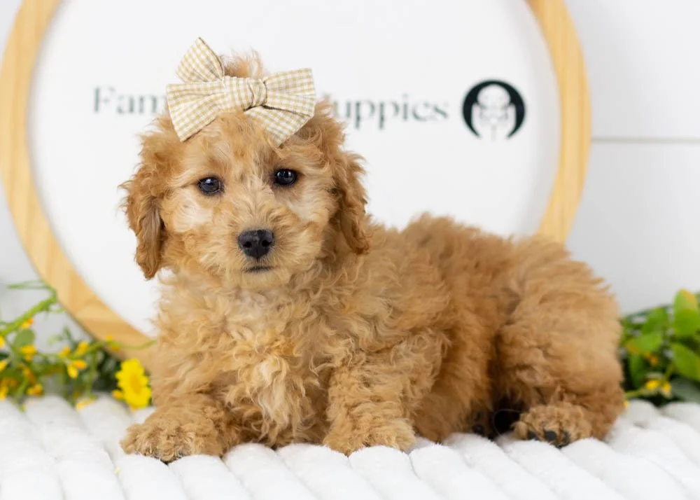 Georgia goldendoodle for sale(1).jpg