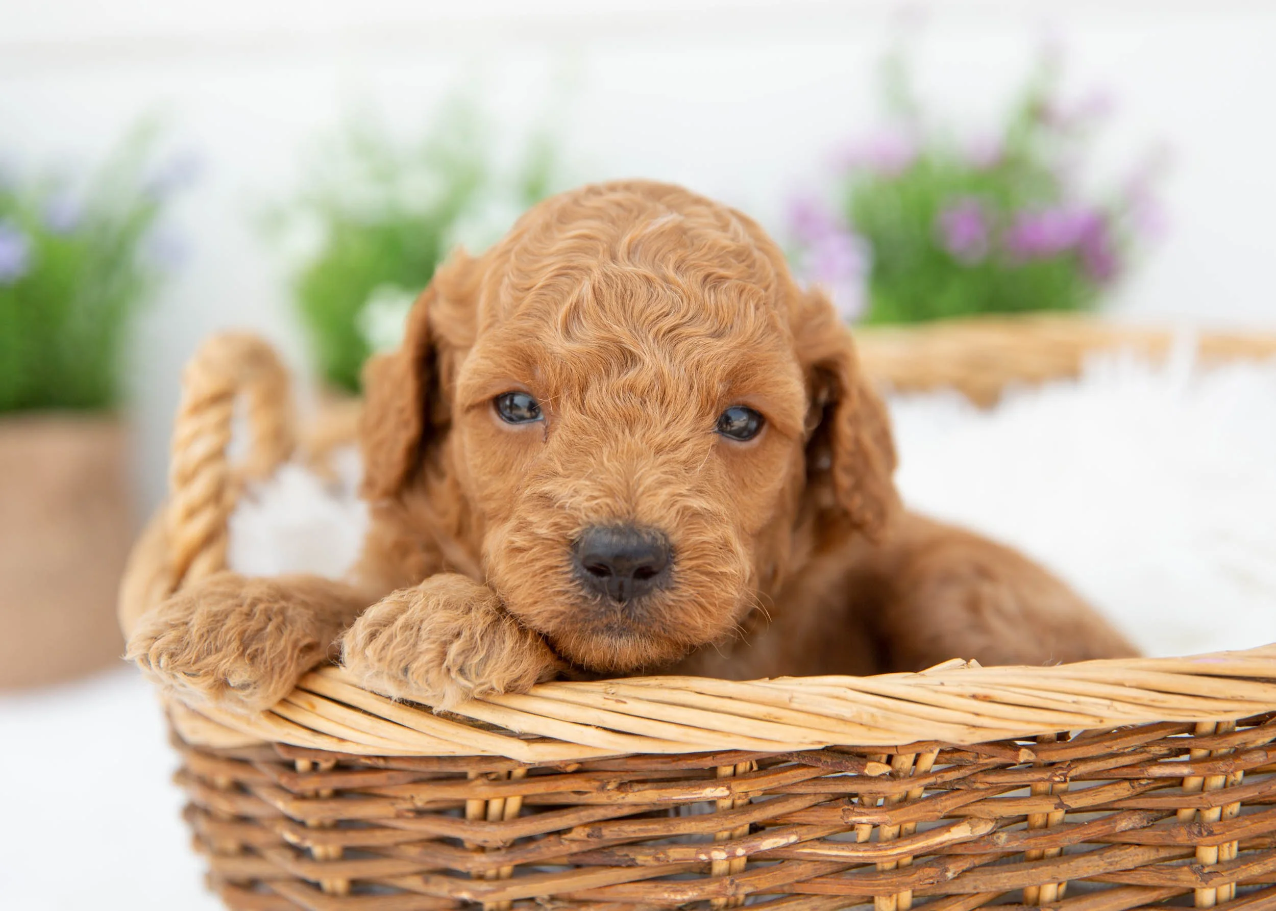 Dakota goldendoodle for sale.jpg