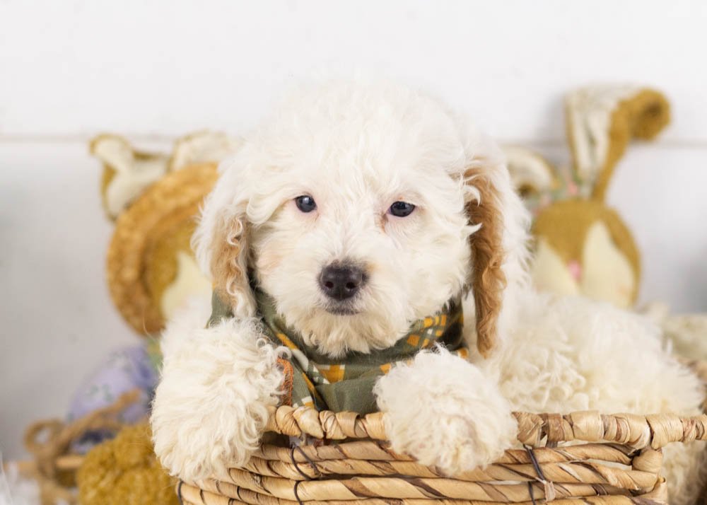 goldendoodle for sale