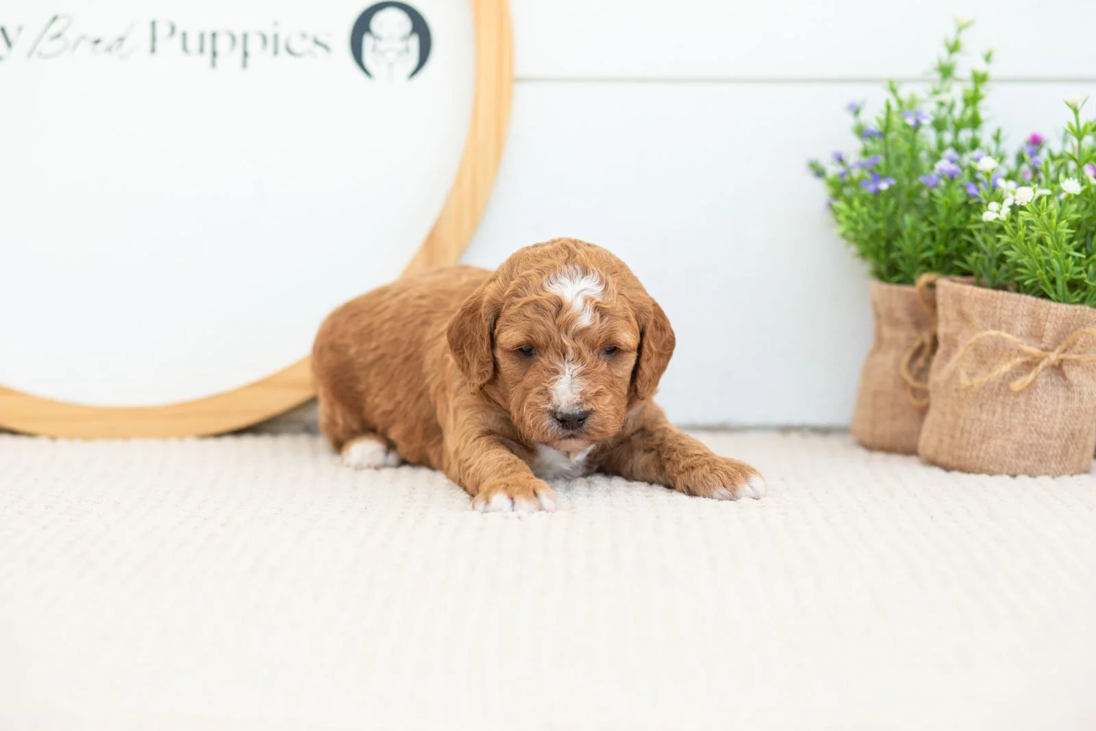 Sunny golendoodle for sale(2).jpg