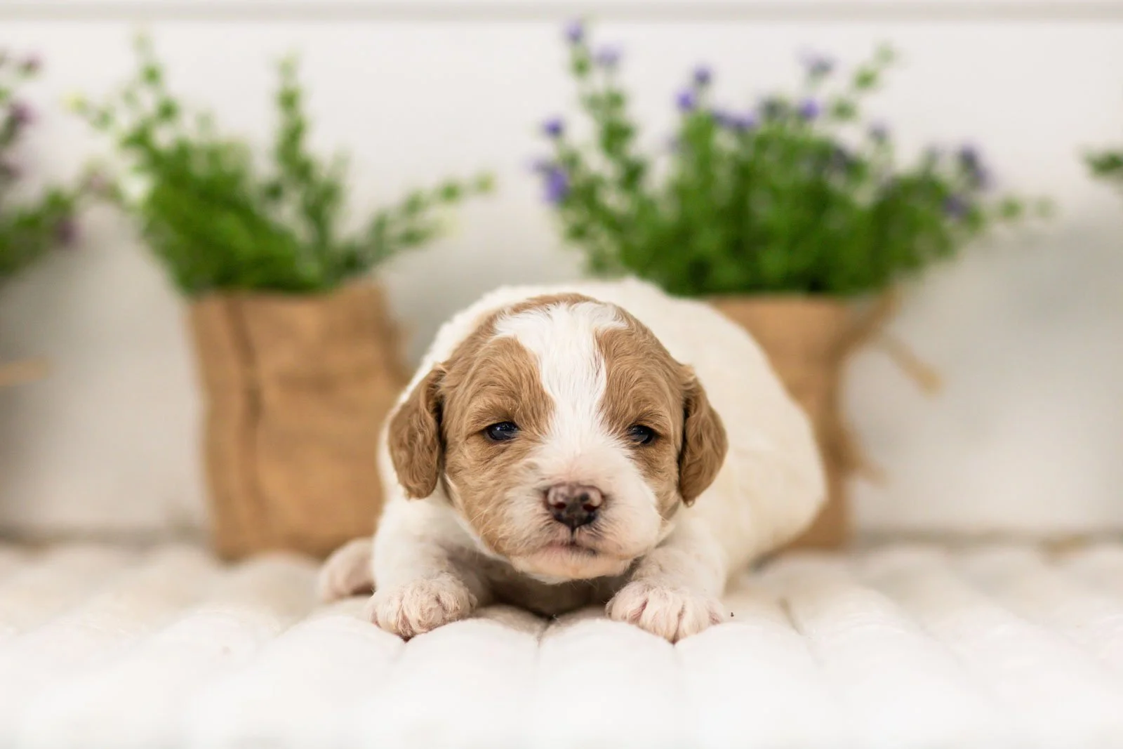 lance goldendoodle for sale.jpg