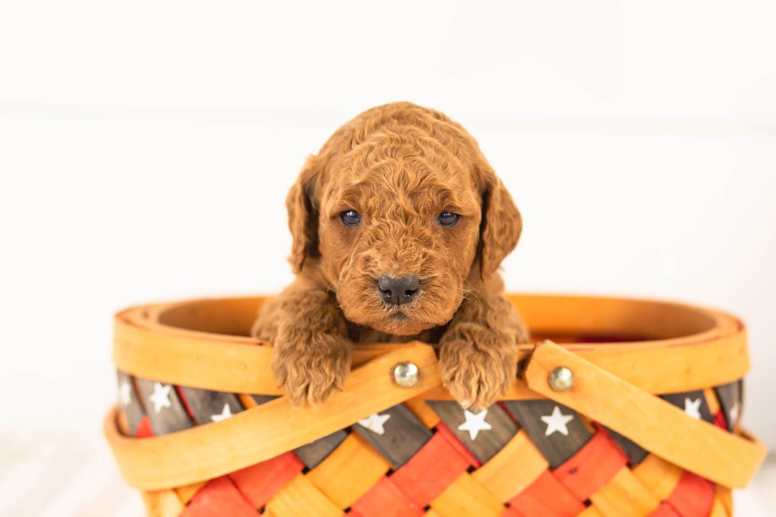 Glacier goldendoodle for sale(2).jpg