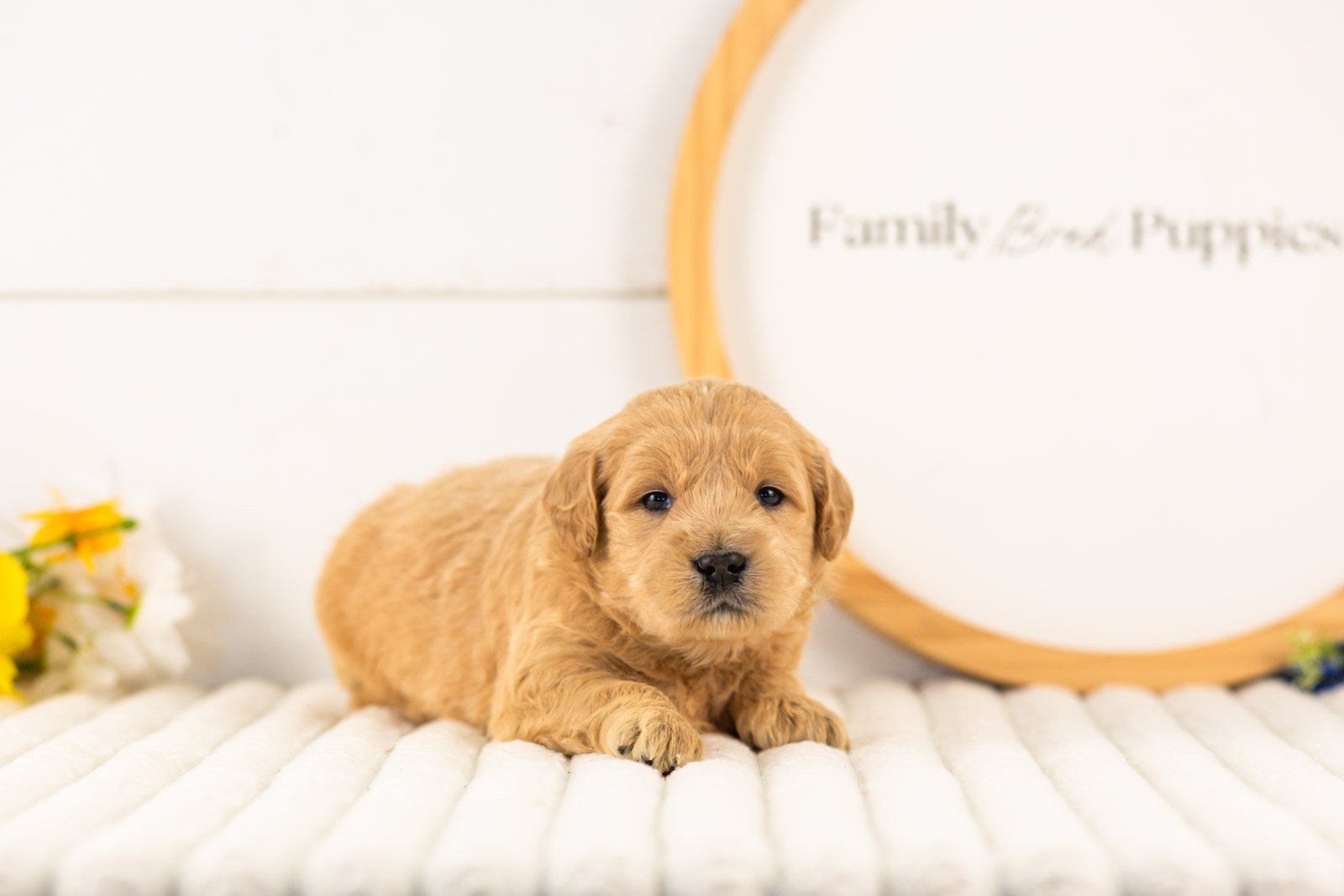 aragorn goldendoodle for sale(3).jpg