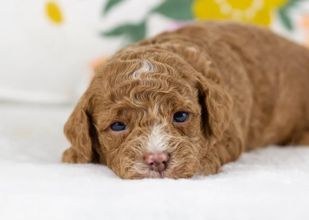 mia goldendoodle for sale(3).jpg