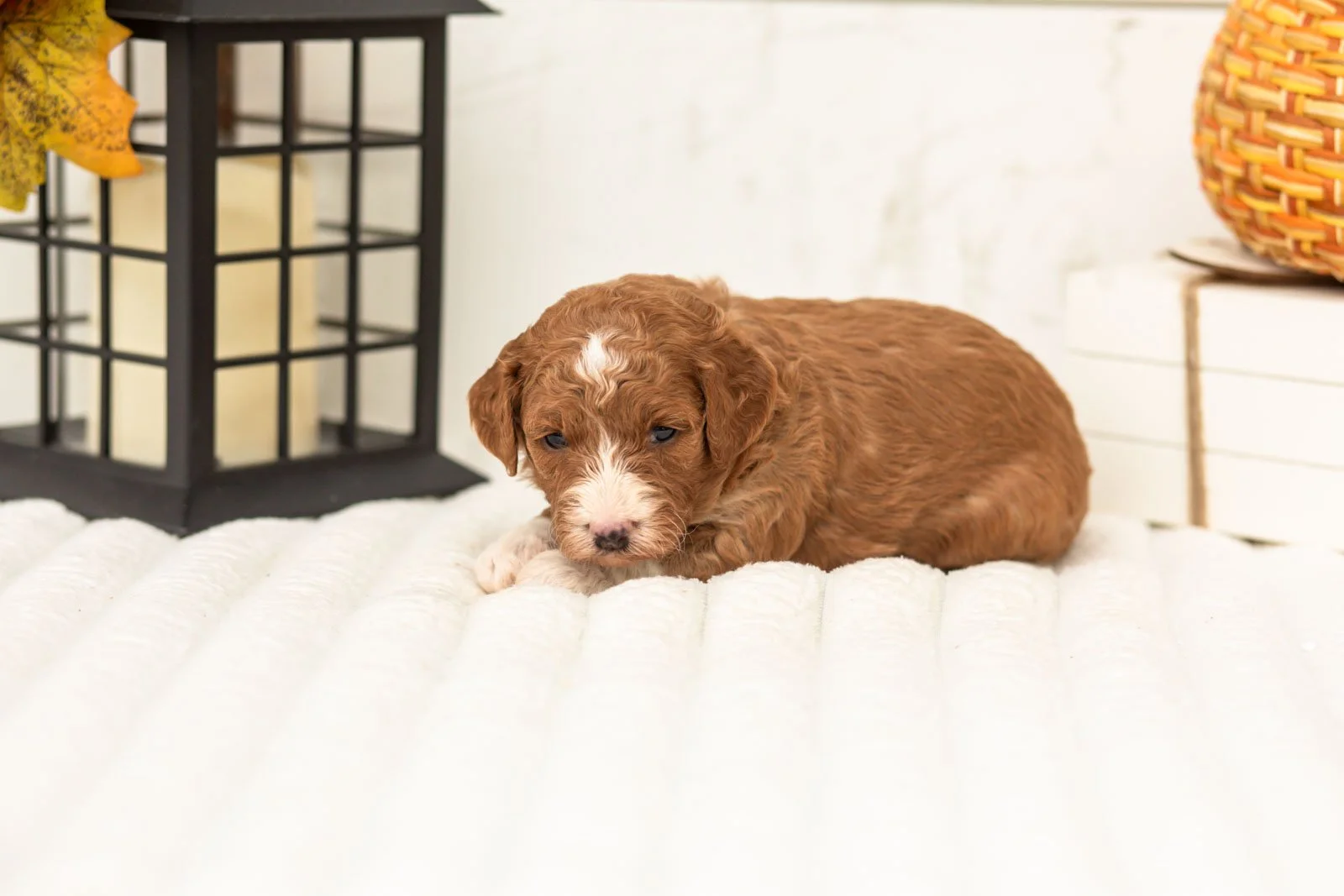 Sophia goldendoodle for sale 4.jpg