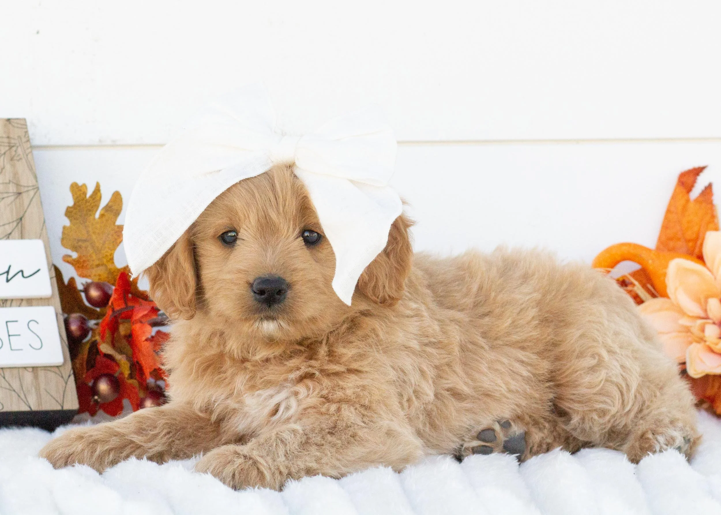 Ricotta goldendoodle for sale(1).jpg