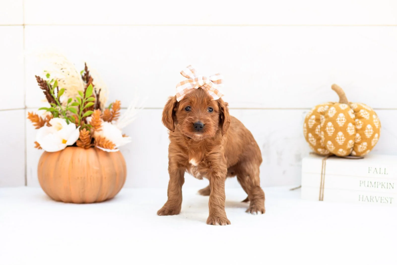 Dottie goldendoodle for sale 5.jpg