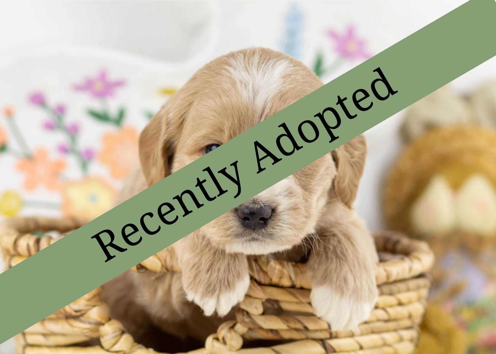 goldendoodle for sale