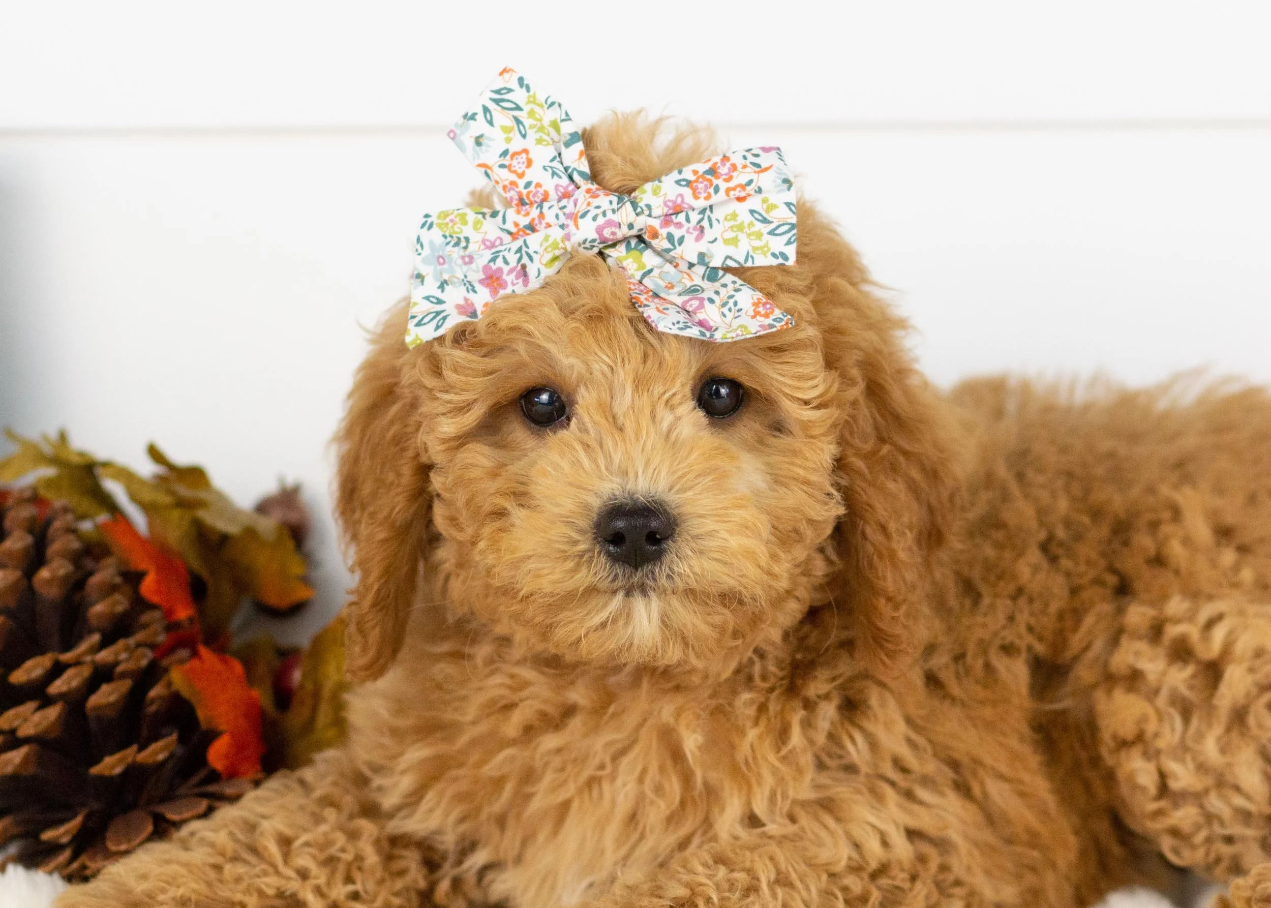 Bella goldendoodle for sale(1).jpg