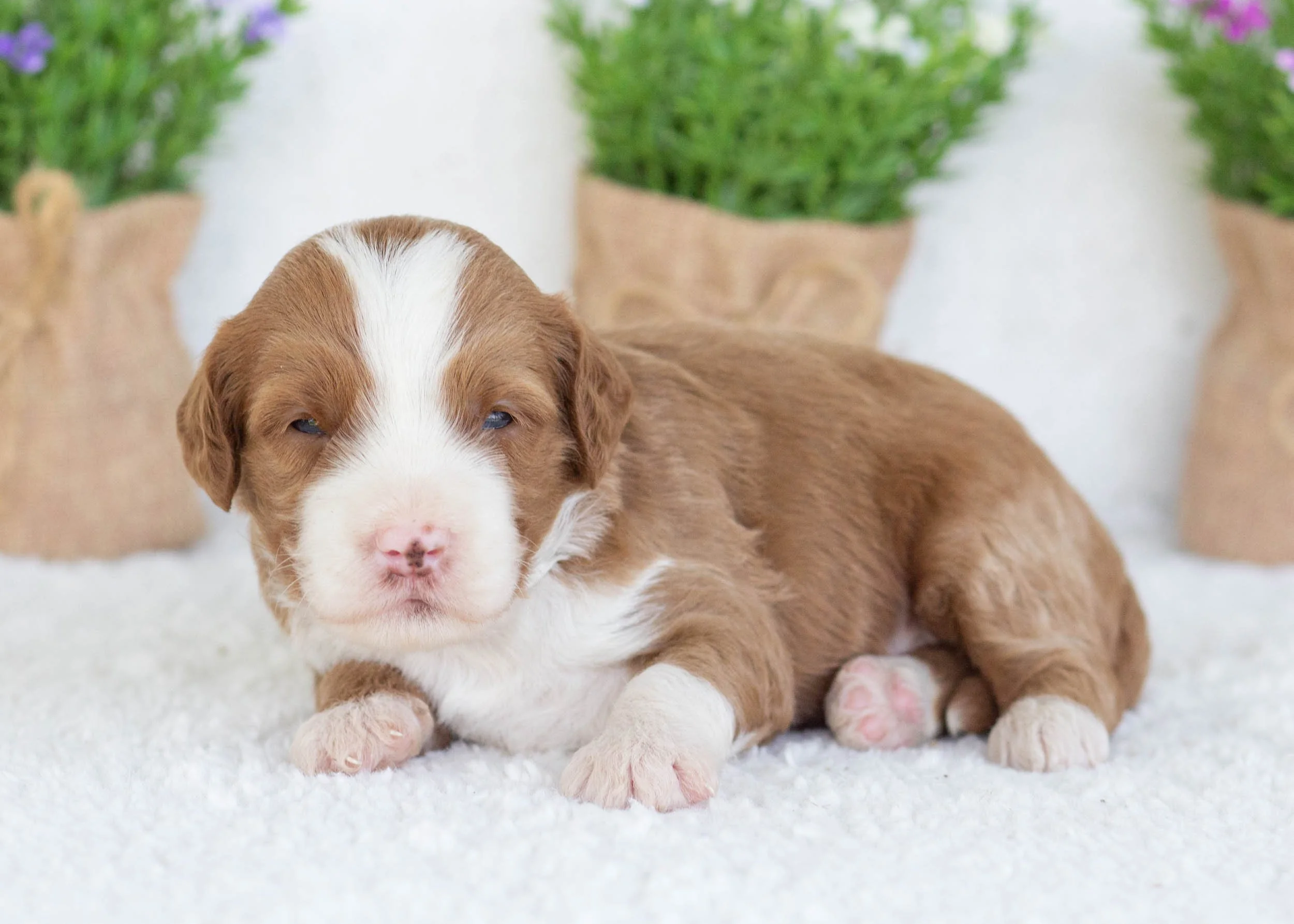 Fried Oreo Goldendoodle for sale2.jpg