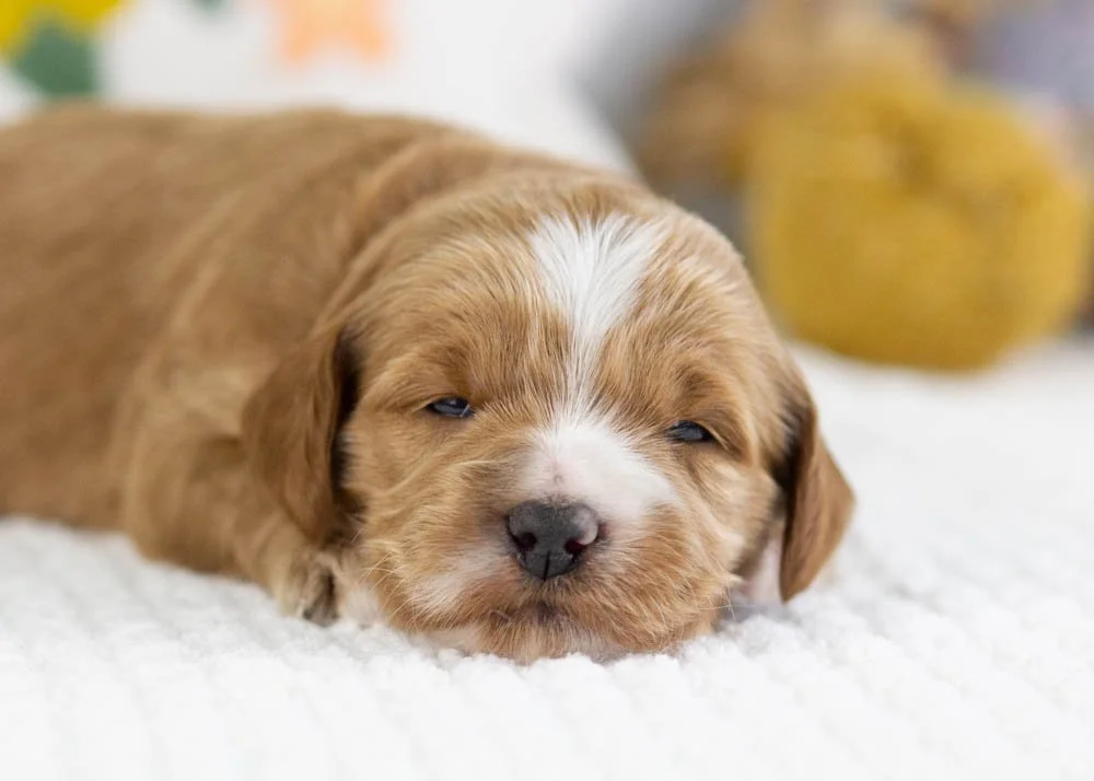 fawn goldendoodle for sale..jpg