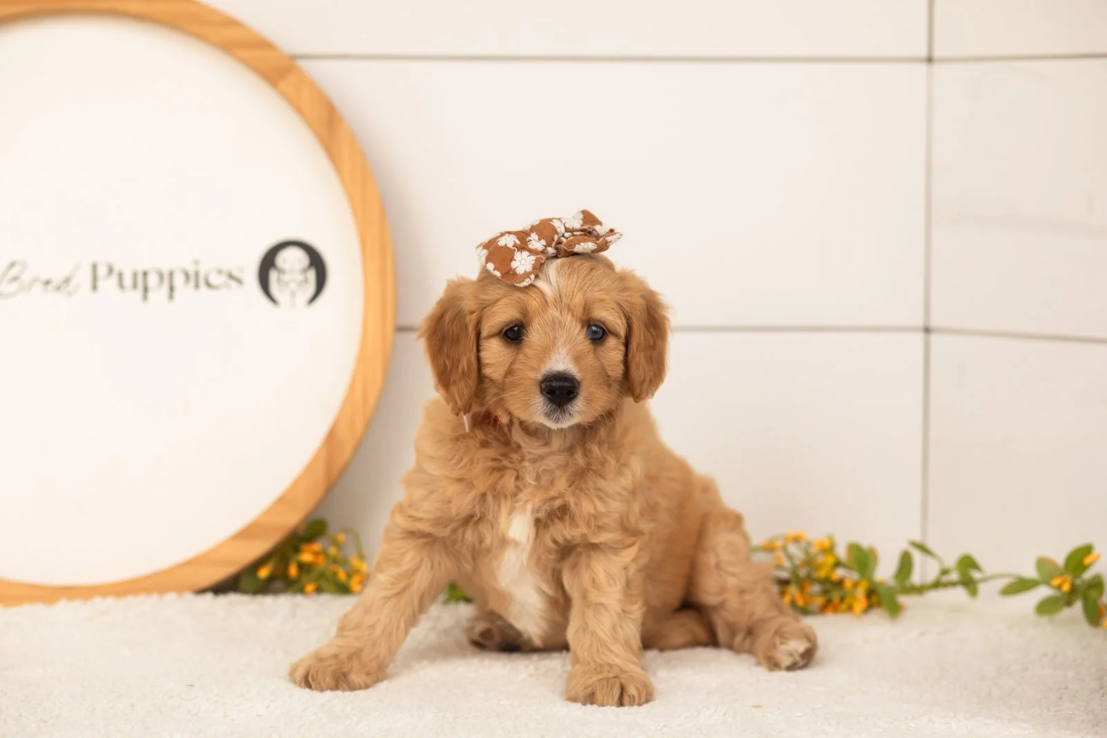 Glory goldendoodle for sale(2).jpg