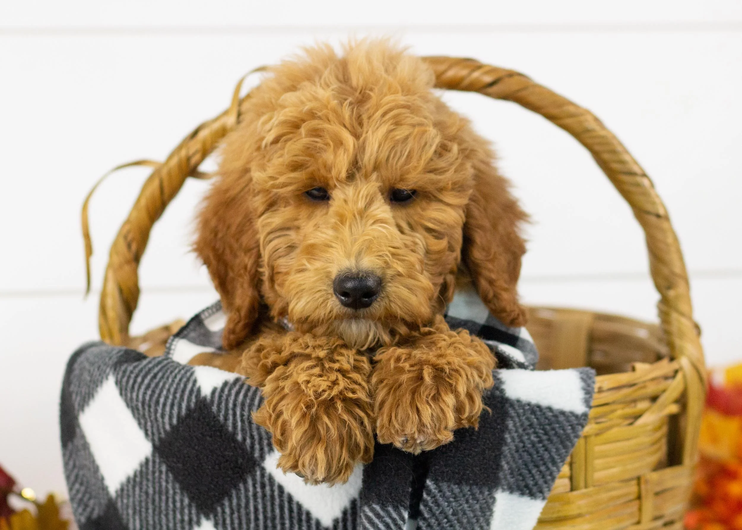 Bunker goldendoodle for sale.jpg