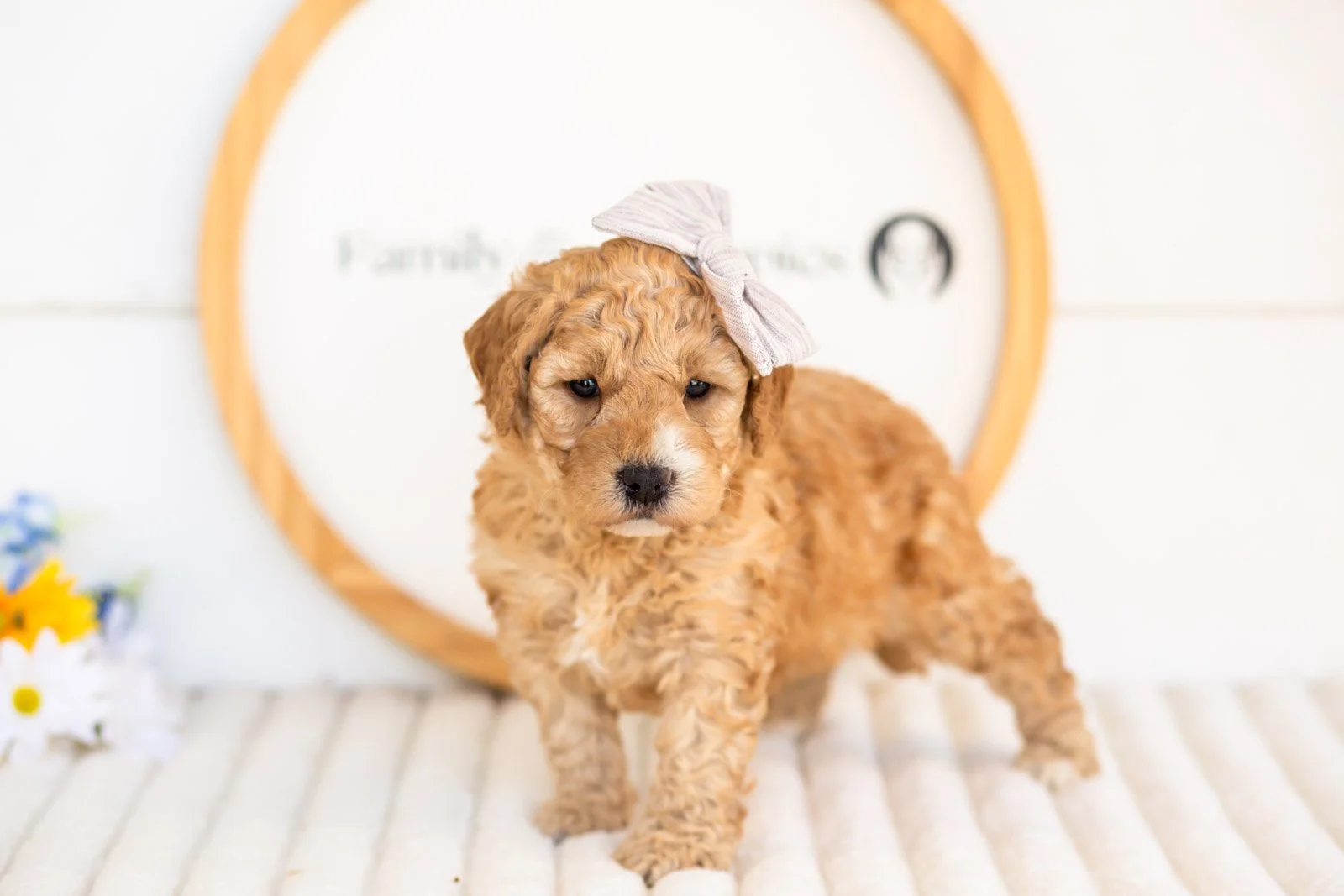 sybil goldendoodle for sale(2).jpg