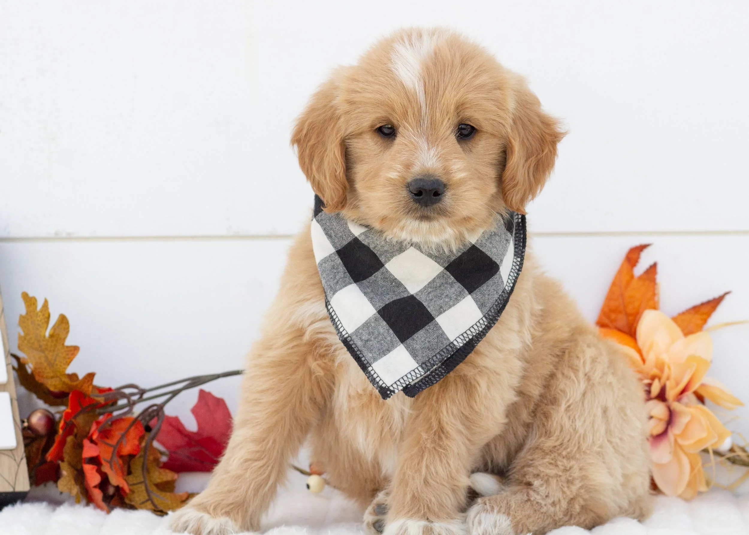 Gouda goldendoodle for sale(1).jpg