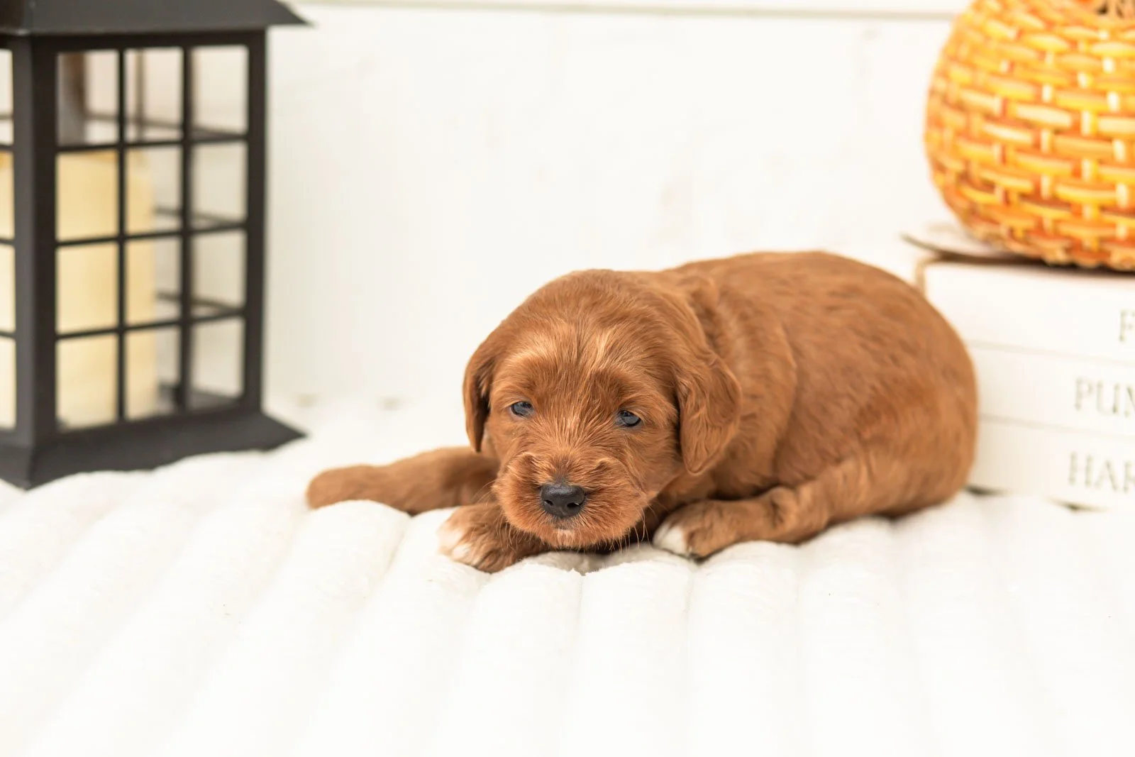Dottie goldendoodle for sale 4.jpg