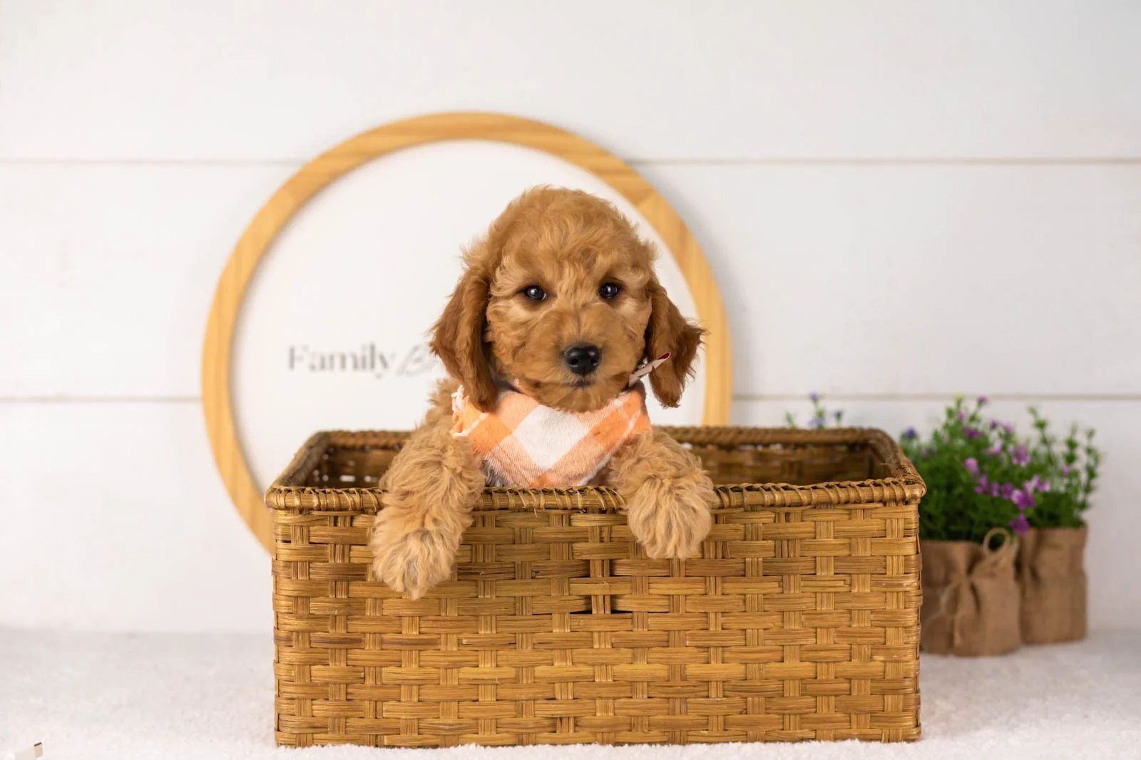 Rainer goldendoodle for sale(4).jpg