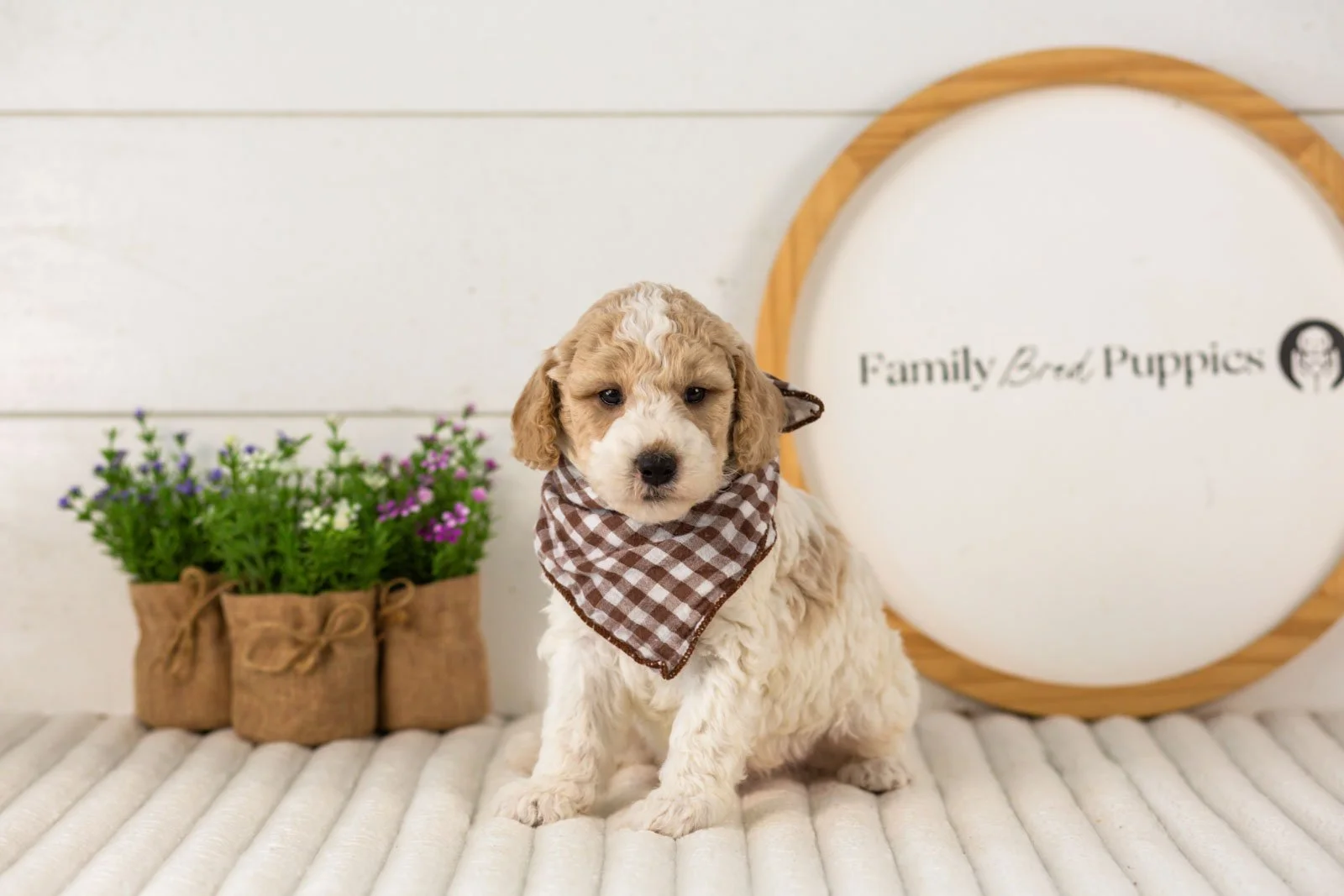 Dirby goldendoodle for sale.jpg