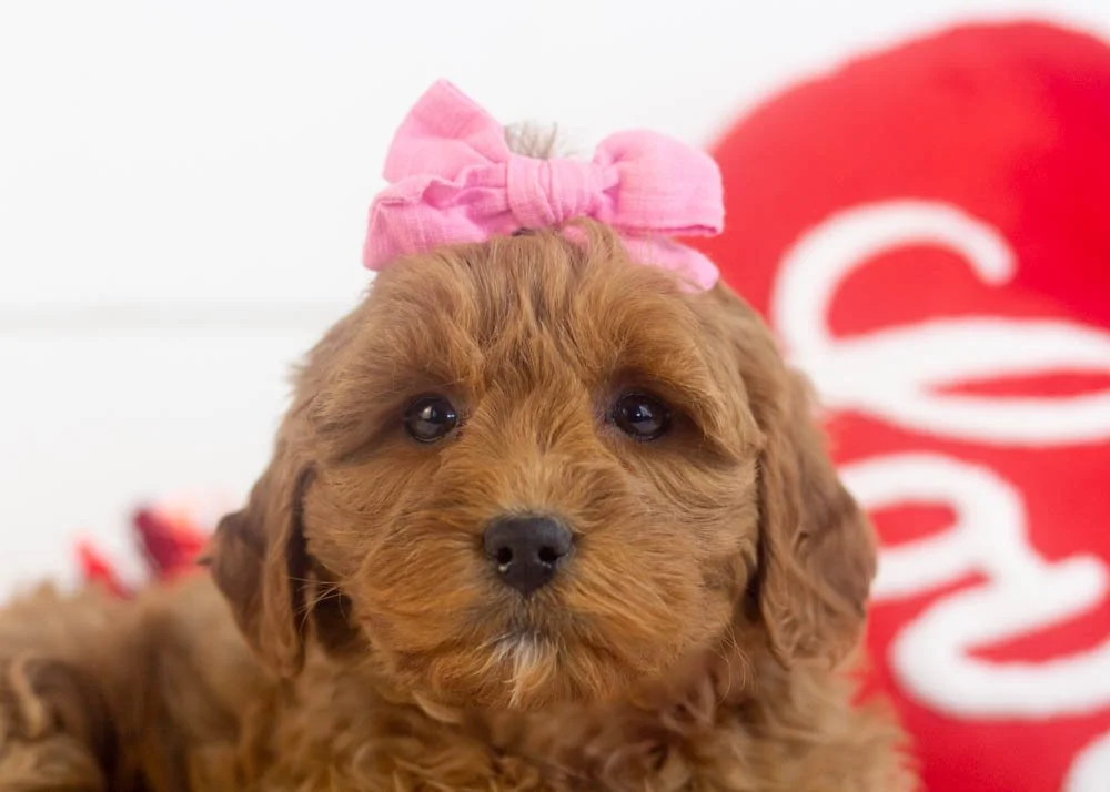 Candy goldendoodle for sale(2).jpg