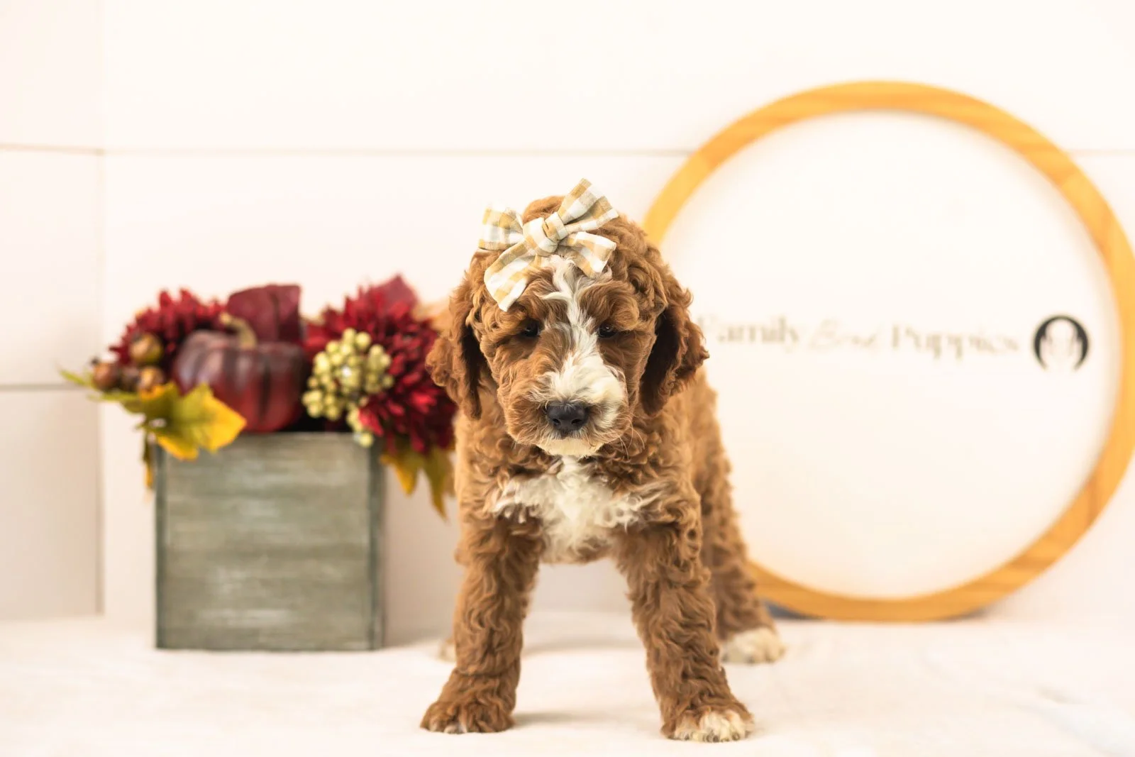 Lanie goldendoodle for sale(1).jpg