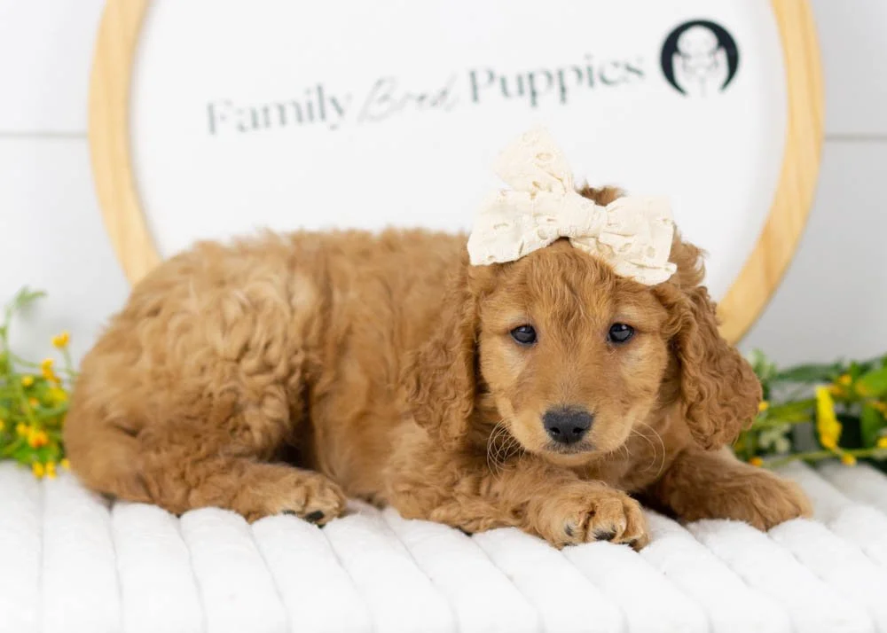 Mila goldendoodle for sale(2).jpg