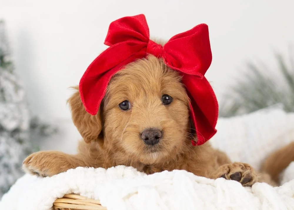 goldendoodle for sale