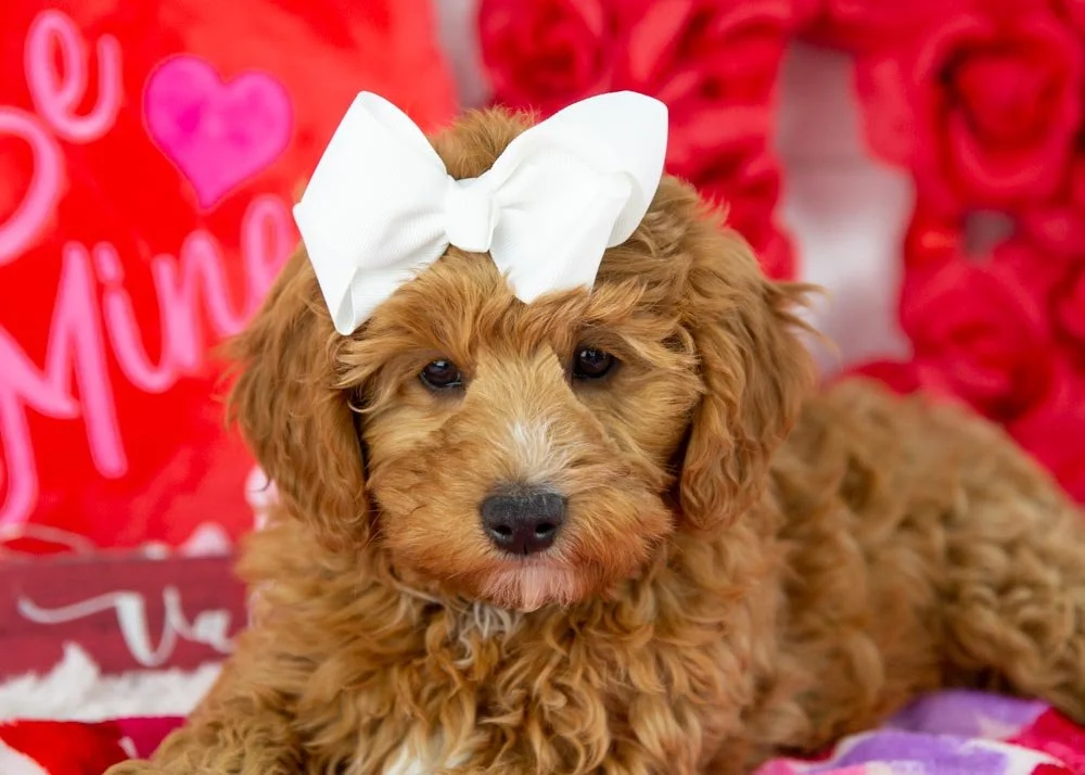 bell goldendoodle for sale.jpg