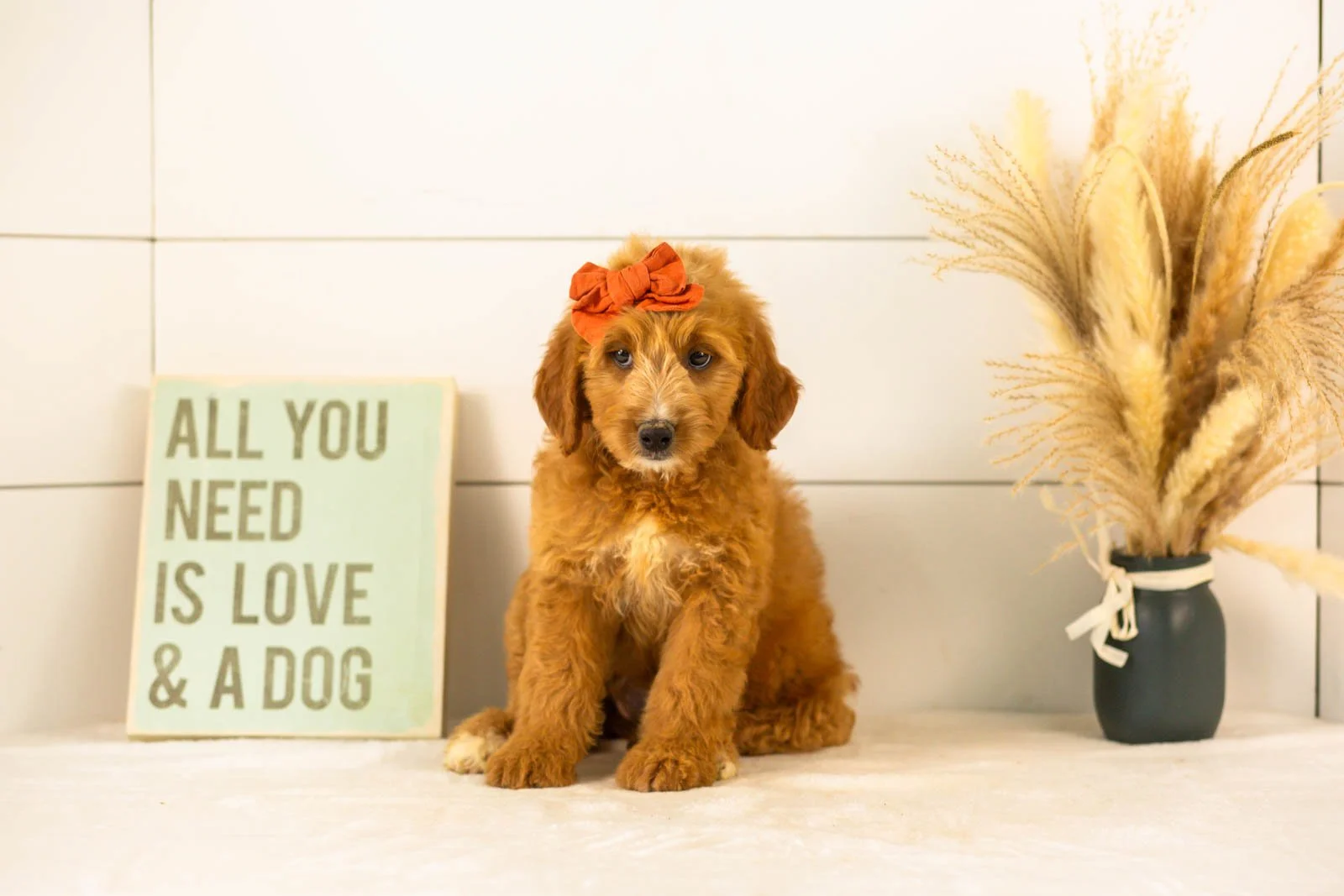 Holly goldendoodle for sale(1).jpg