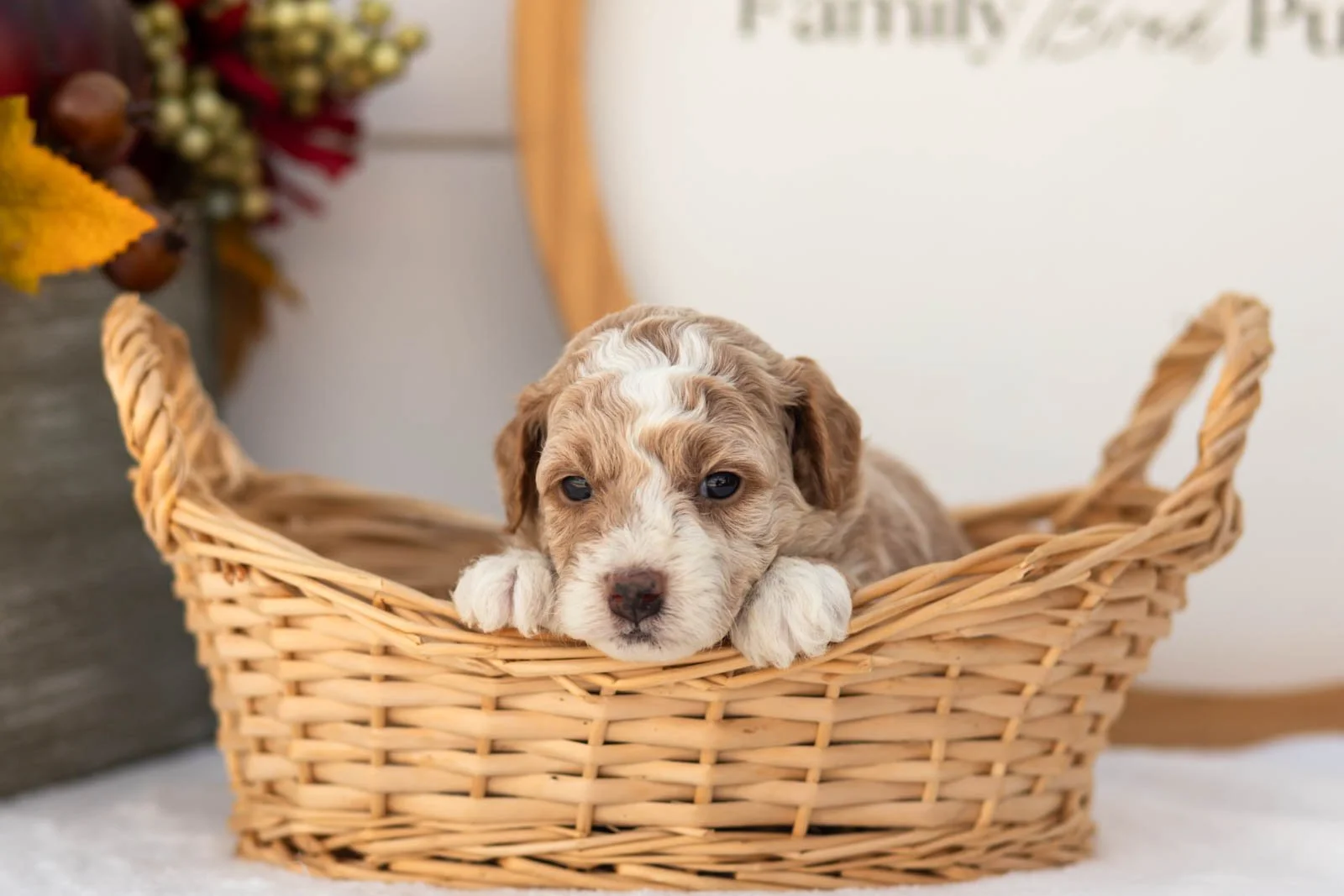 Pink Lady goldendoodle for sale(1).jpg
