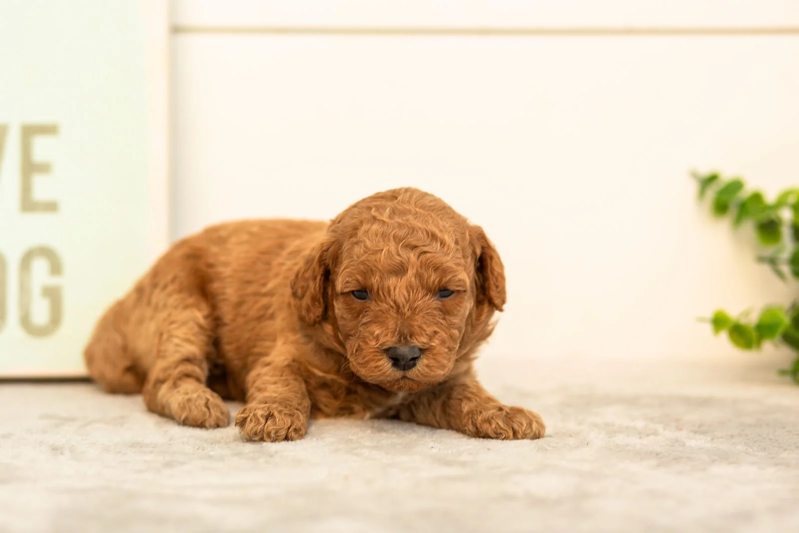 Sprout goldendoodle for sale(1).jpg