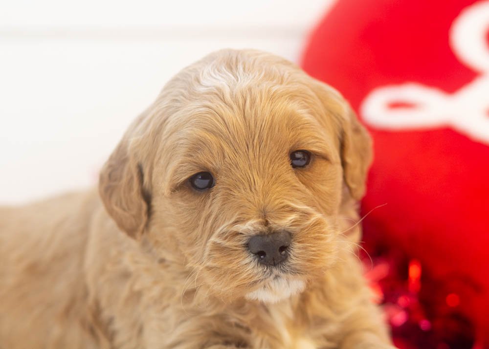 Blizzard goldendoodle for sale(2).jpg