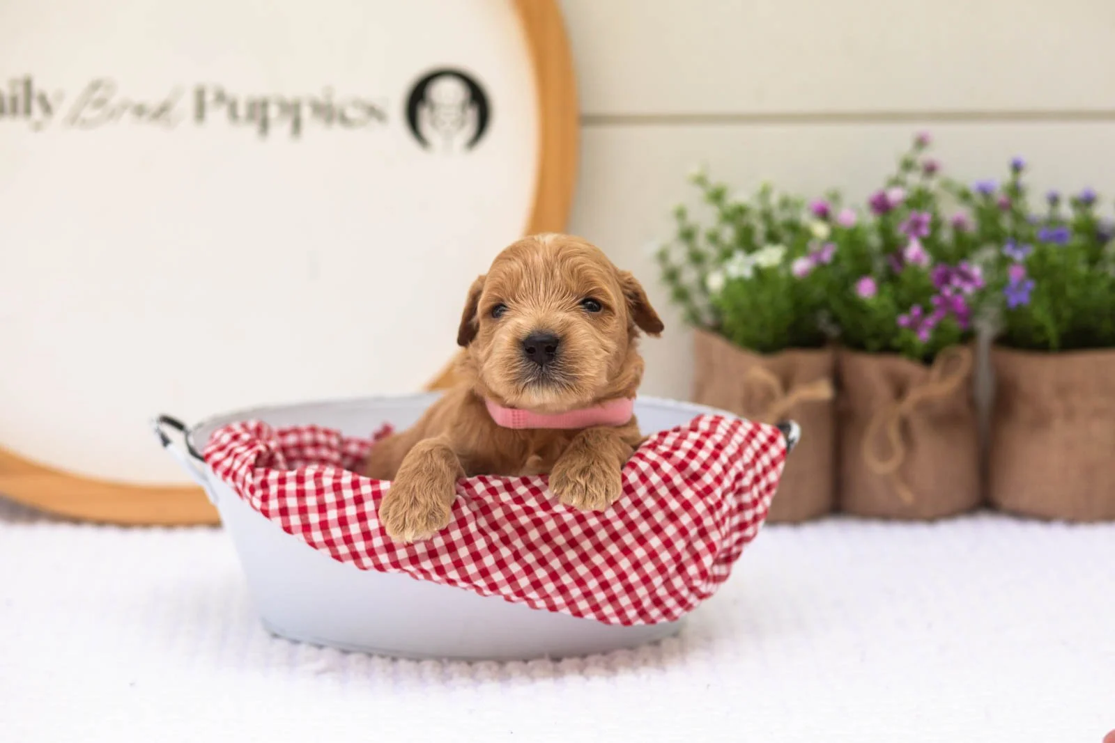 Willow goldendoodle for sale(3).jpg