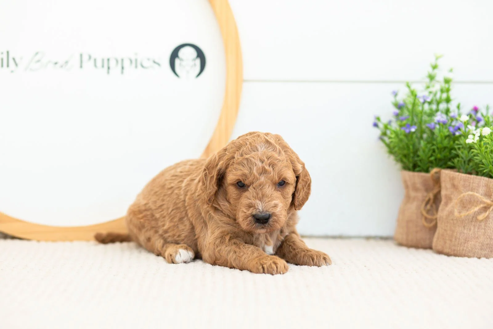 Breeze golendoodle for sale(2).jpg