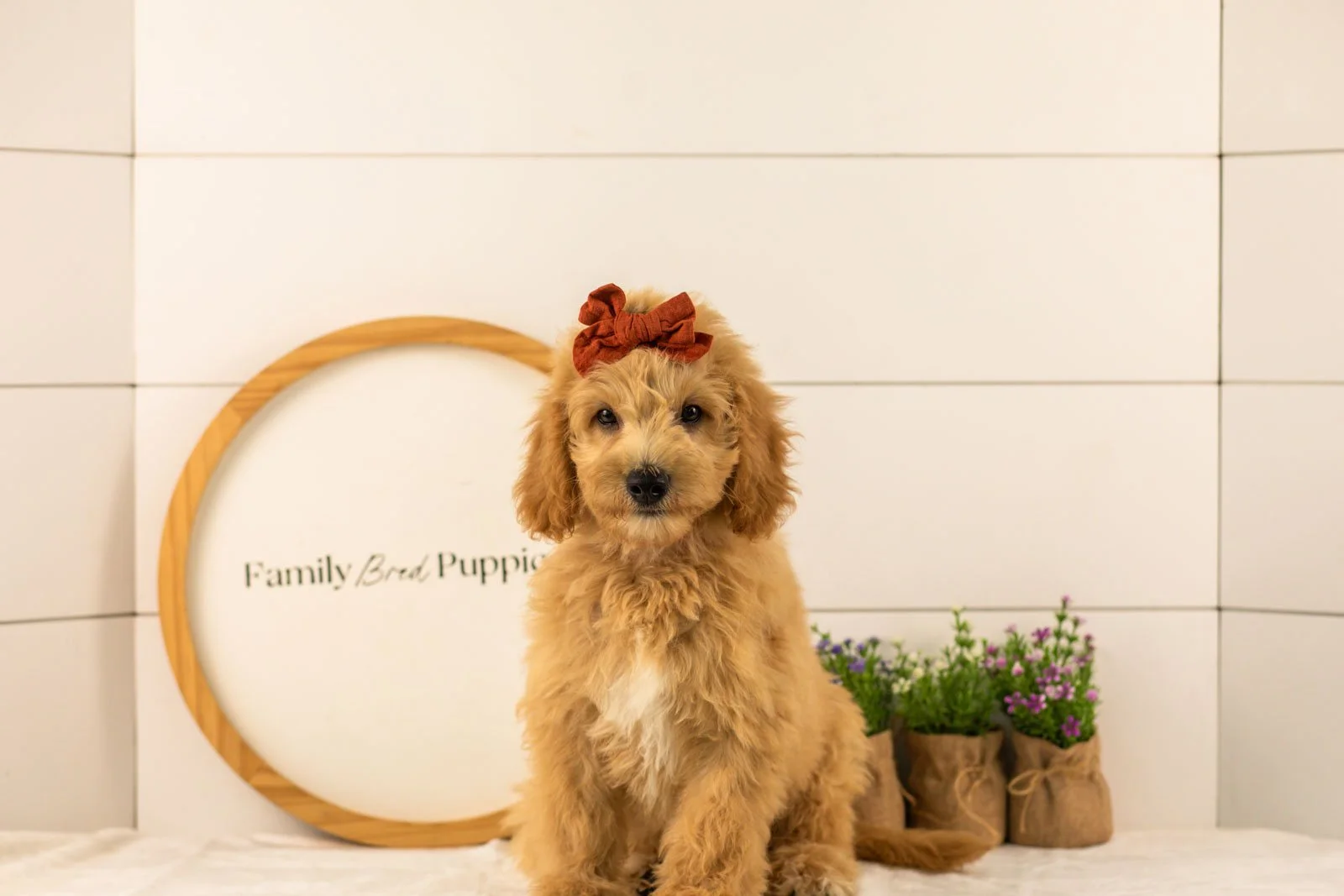 Marty goldendoodle for sale.jpg