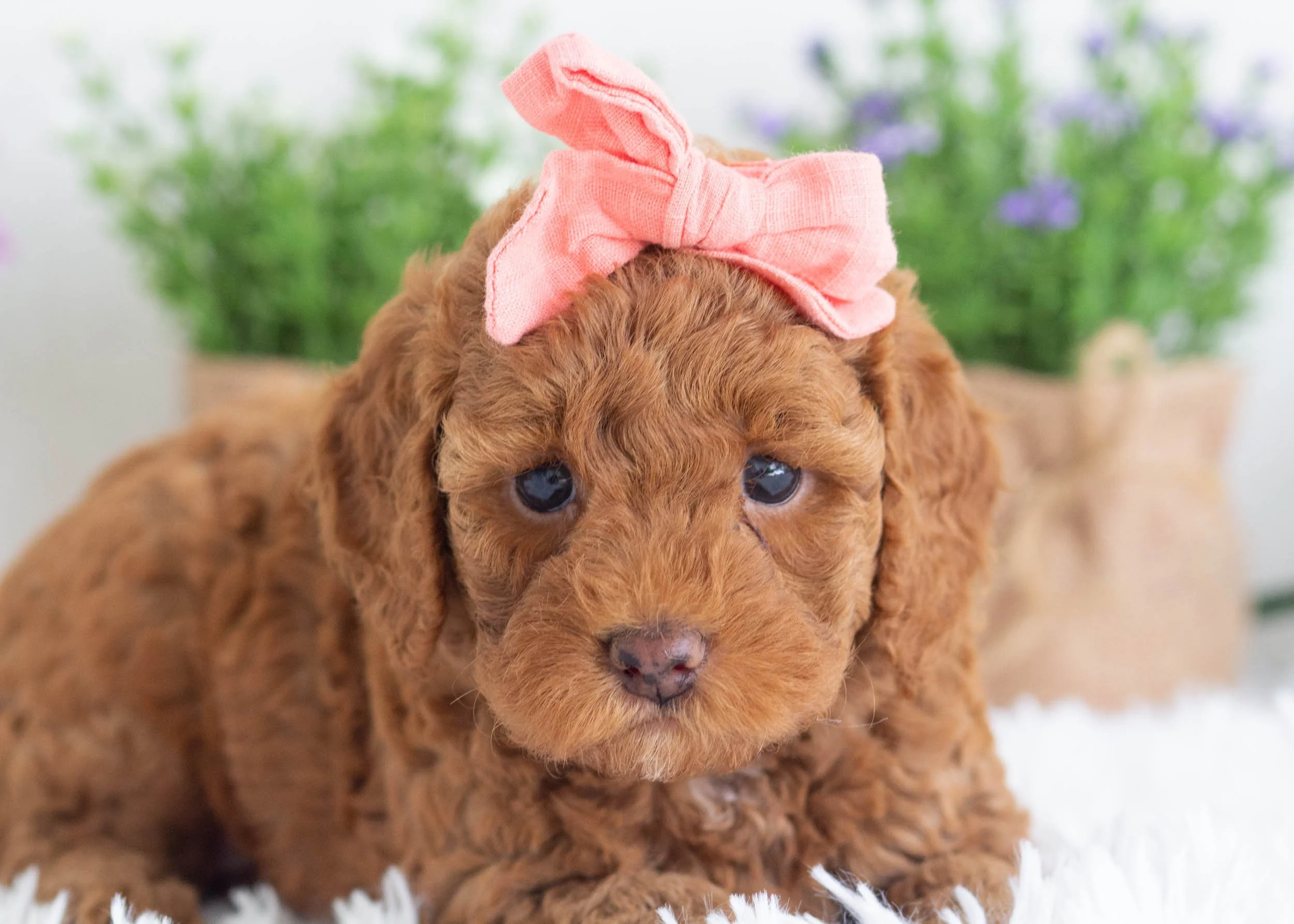 Zola Goldendoodle for sale(2).jpg
