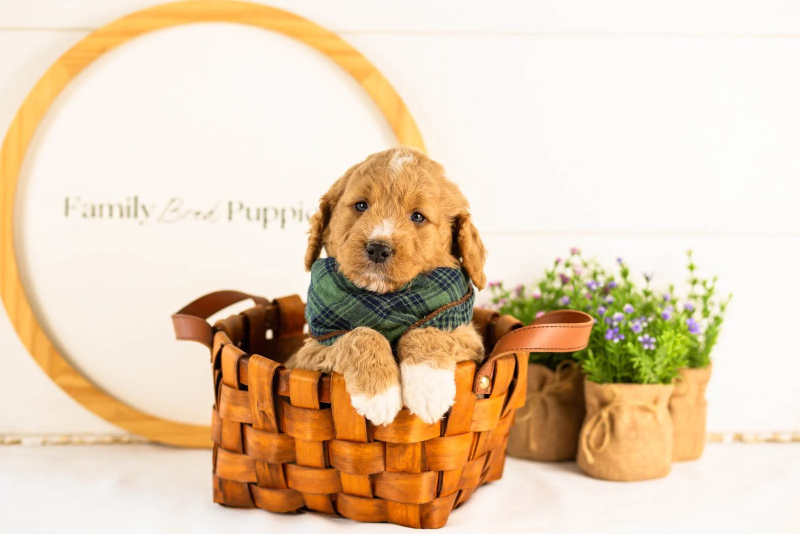 Brie goldendoodle for sale(2).jpg