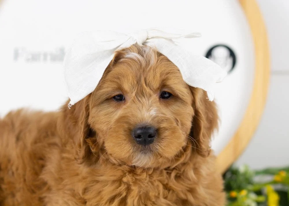 Meatball goldendoodle for sale(2).jpg