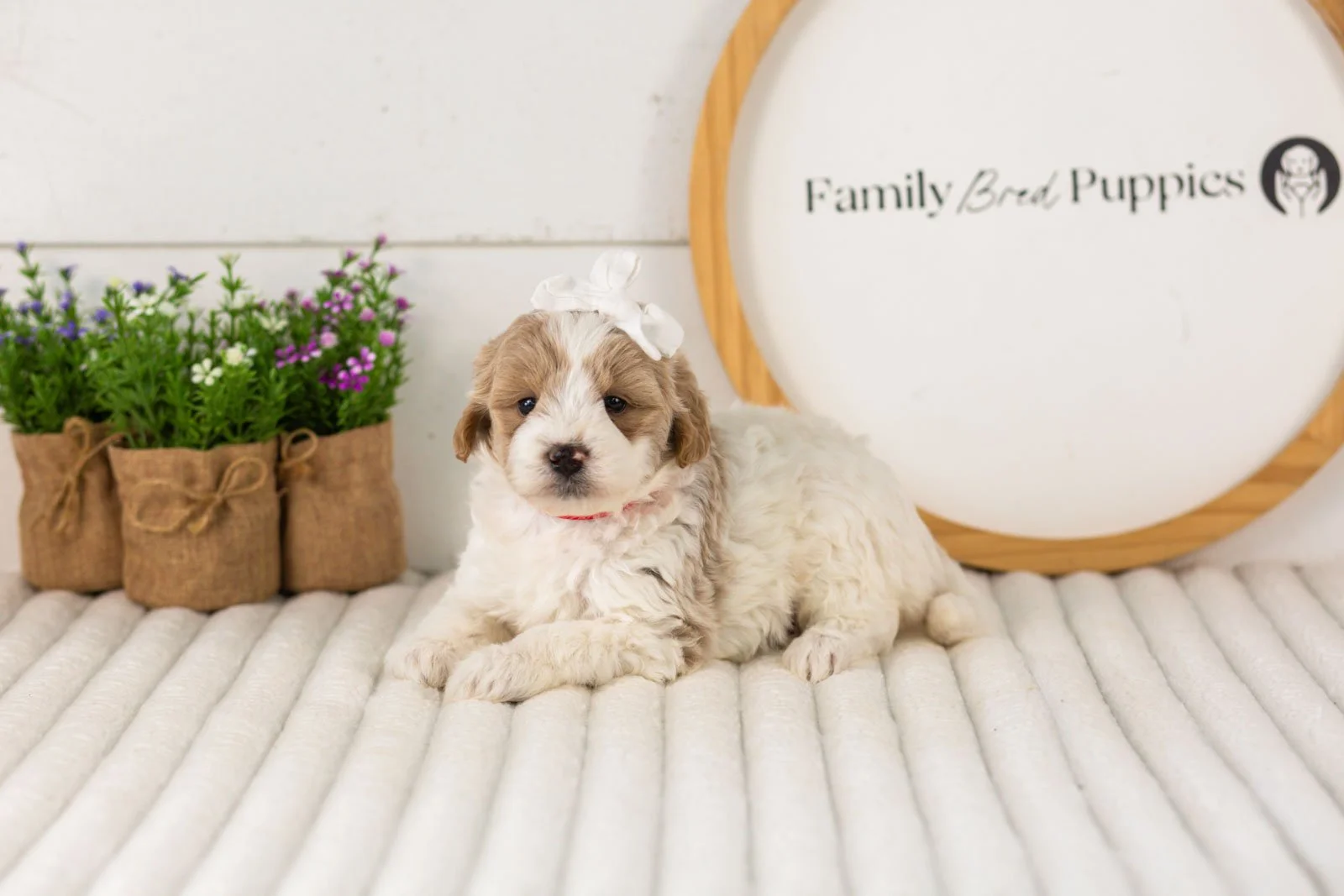 Dee goldendoodle for sale.jpg