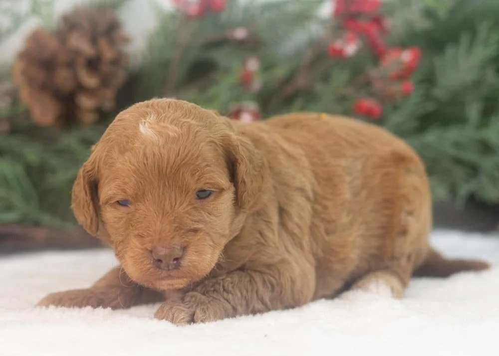 Virginia goldendoodle for sale(2).jpg