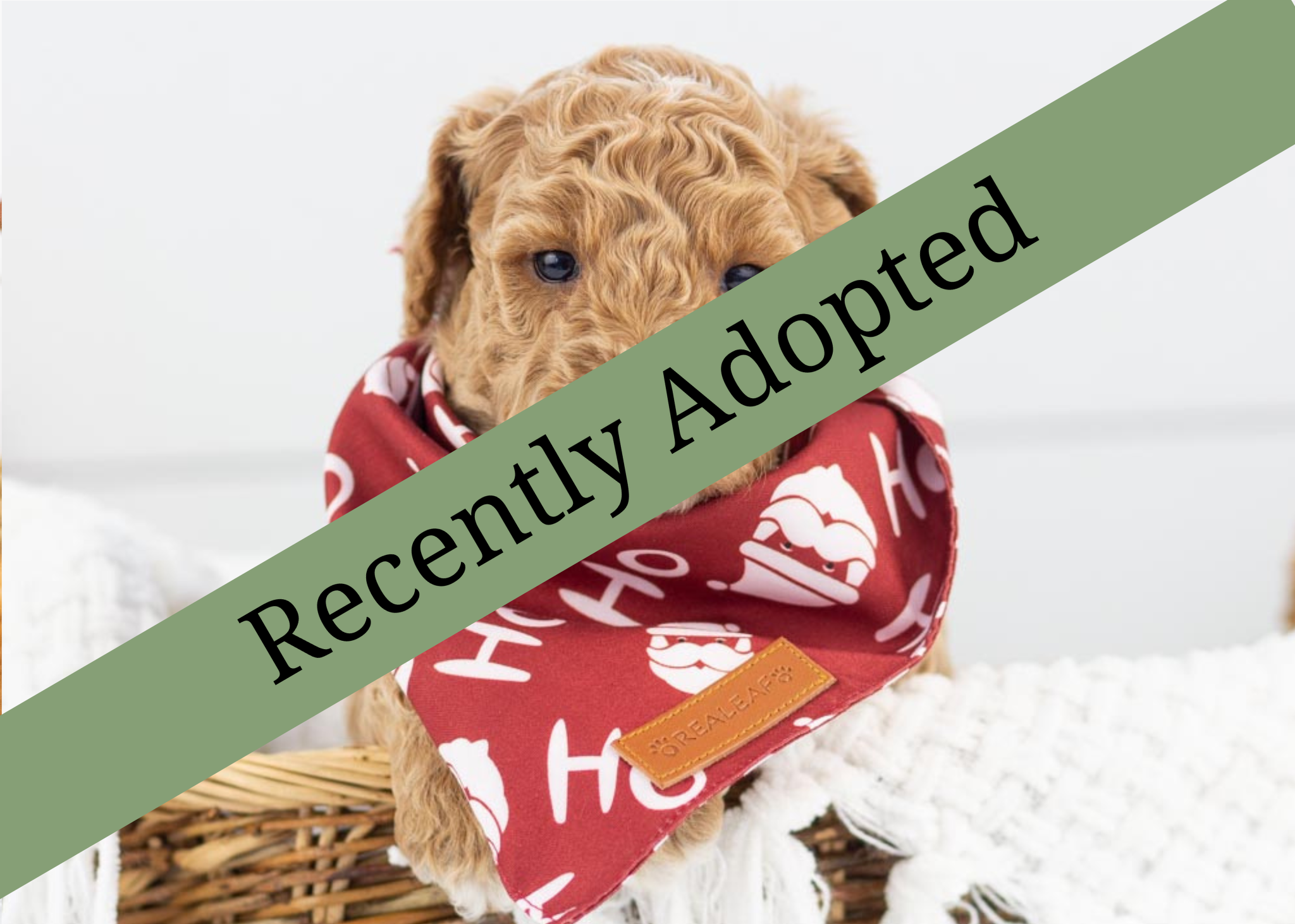 goldendoodle for sale