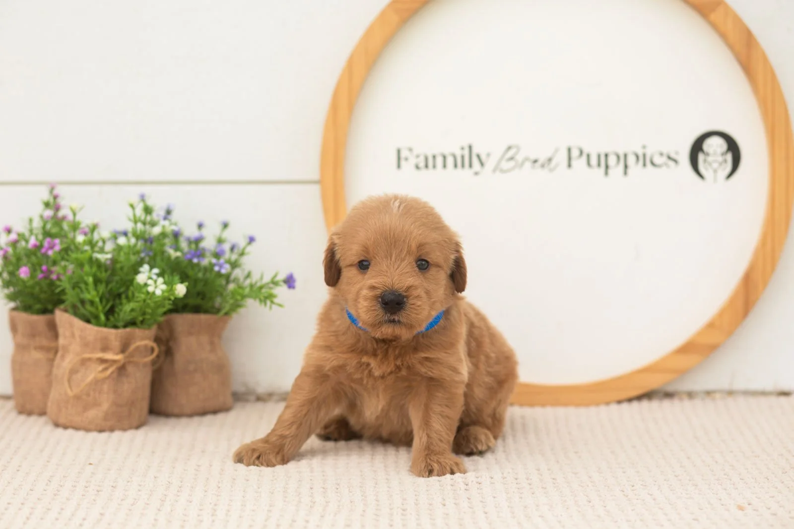 evan goldendoodle for sale(2).jpg