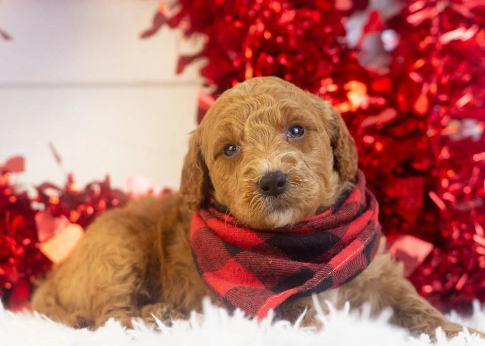 Luca goldendoodle for sale(2).jpg