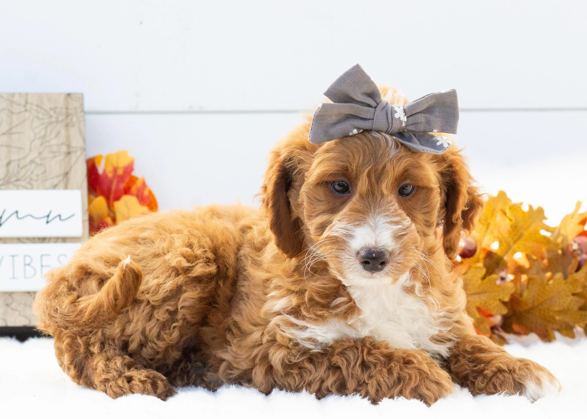 Dior goldendoodle for sale(1).jpg