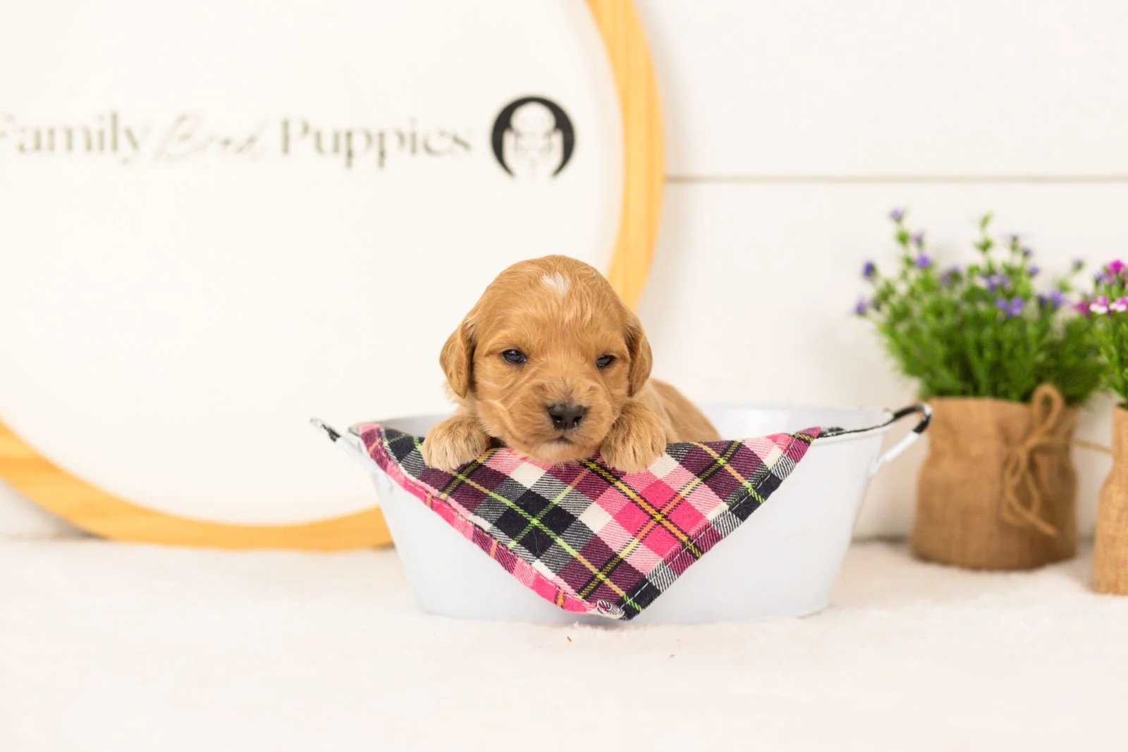 Marty goldendoodle for sale(3).jpg
