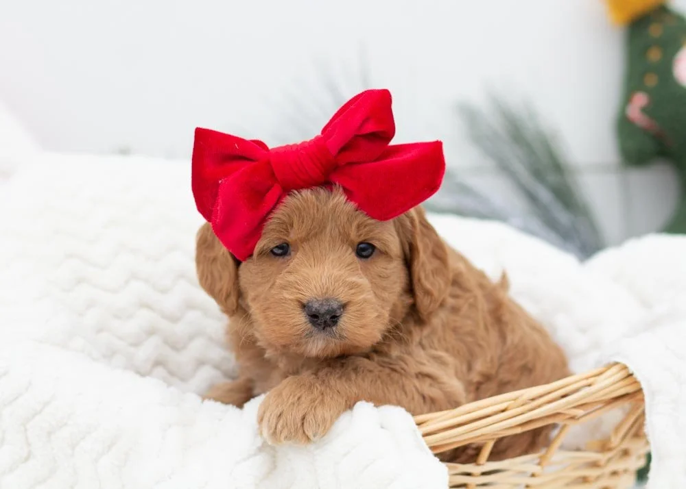 Rolls goldendoodles for sale.jpg