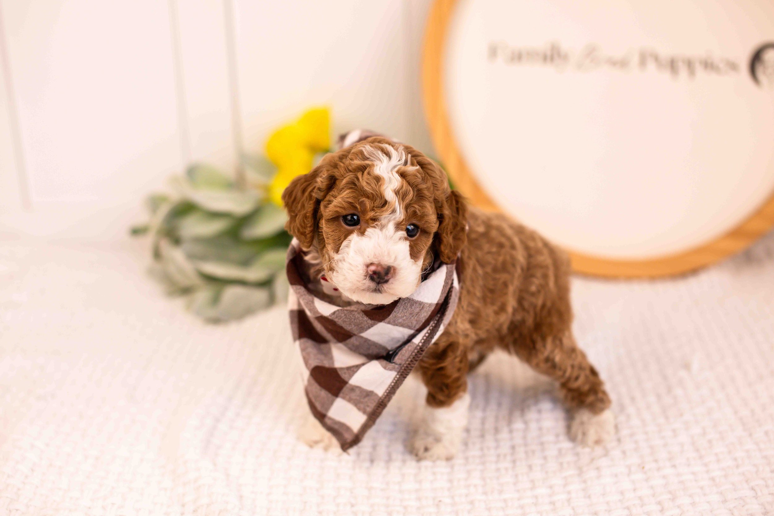 maddox goldendoodle for sale.jpg