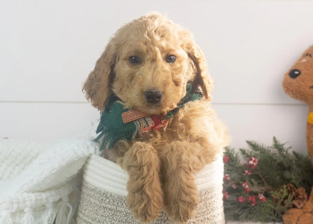 Buck goldendoodle for sale.jpg