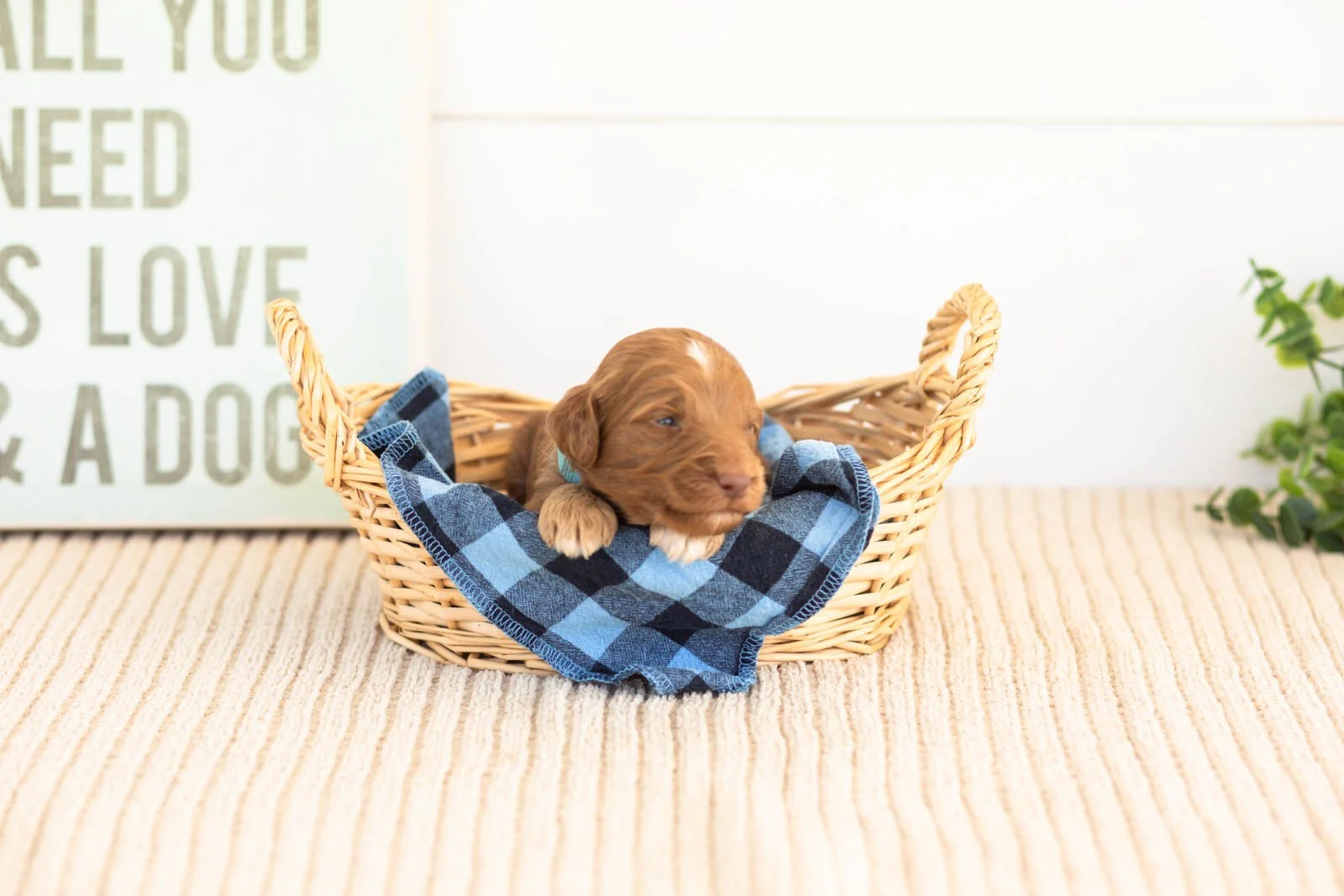 Ozark goldendoodle for sale(3).jpg